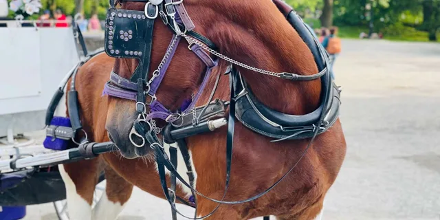 New York City Central Park Horse and Carriage Tour - Image 3