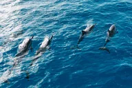 Oahu Dolphin Watch Cruise with Waterslide & Snorkeling thumbnail 4