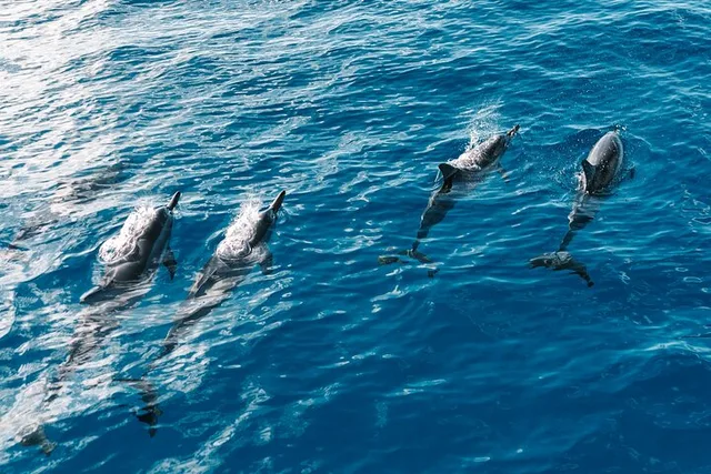 Oahu Dolphin Watch Cruise with Waterslide & Snorkeling - Image 4