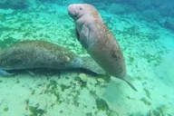 Crystal River Kayak and Swim with Manatees Tour 2.5 hr thumbnail 3