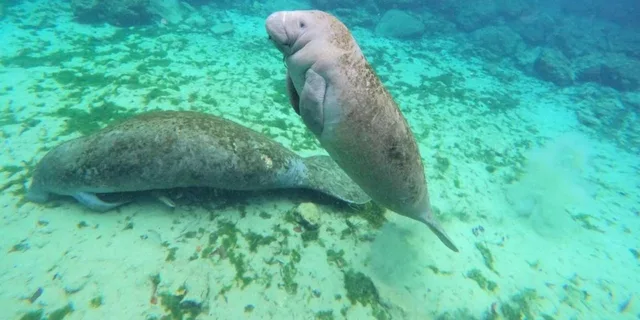 Crystal River Kayak and Swim with Manatees Tour 2.5 hr - Image 3