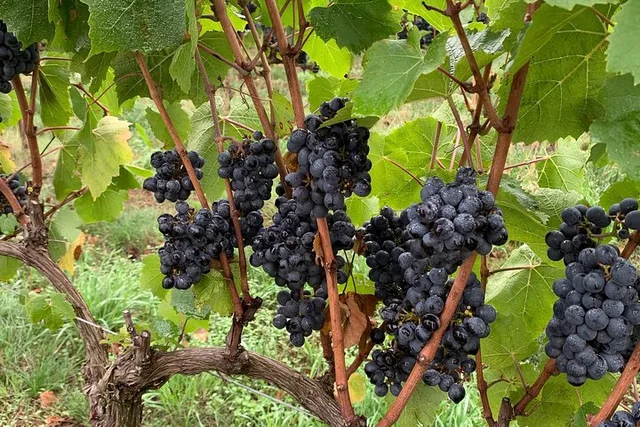 Willamette Valley Wine Tasting Tour with Artisan Lunch - Image 6