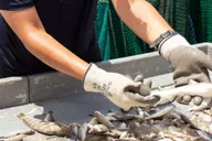 Hilton Head Shrimp Trawling Boat Tour thumbnail 1