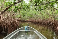 Sarasota Clear Kayak Mangrove Tunnel Tour thumbnail 6