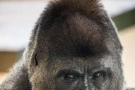 San Antonio Zoo Admission Ticket thumbnail 1