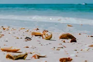 St. Pete Dolphin Watching and Shelling Tour thumbnail 5