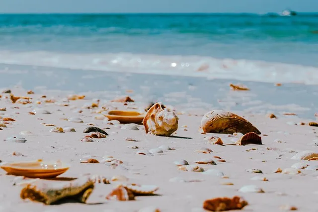 St. Pete Dolphin Watching and Shelling Tour - Image 5