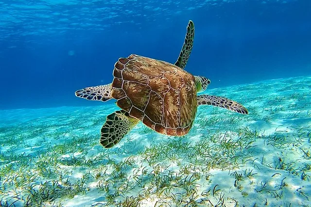 Key West Catamaran Snorkeling and Dolphin Tour - Image 4