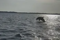 Santa Rosa Beach Dolphin Cruise thumbnail 4