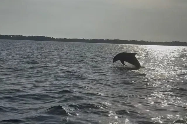 Santa Rosa Beach Dolphin Cruise - Image 4
