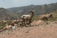Colorado Springs Van Tour to Pikes Peak and Garden of the Gods thumbnail 6