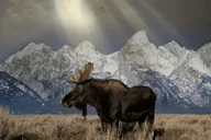 Jackson 4-Day Grand Teton & Yellowstone Winter Tour thumbnail 2