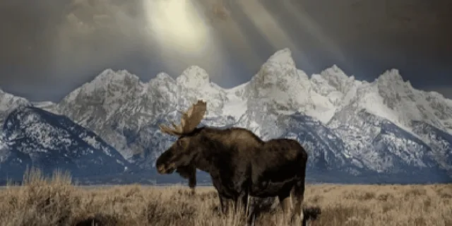 Jackson 4-Day Grand Teton & Yellowstone Winter Tour - Image 2