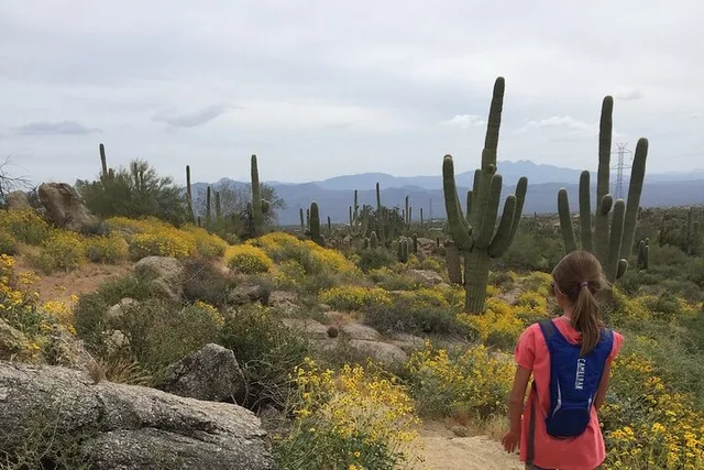 Scottsdale Sonoran Desert Guided Hiking Tour 2 hr - Image 3