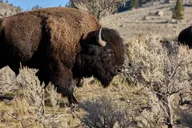 Jackson Grand Teton National Park Tour 4 hr thumbnail 3