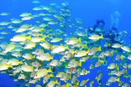 Honolulu Scuba Diving Experience thumbnail 4