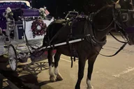 New York City Christmas Lights Horse Carriage Ride thumbnail 5