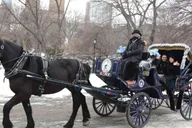 New York City Central Park Horse Carriage Ride 55 min thumbnail 5