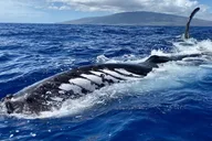 Maui Whale Watching Tour 2 hr thumbnail 3