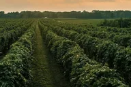 Traverse City Wine Tour at Sunset 4 hr thumbnail 2
