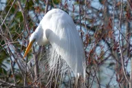 Miami Everglades Tour with Boat Trips and Lunch thumbnail 6
