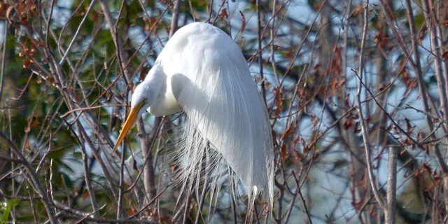 Miami Everglades Tour with Boat Trips and Lunch - Image 6