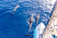 Maui Dolphin Watching Boat Trip with Lunch thumbnail 1
