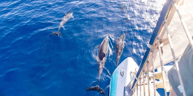 Maui Dolphin Watching Boat Trip with Lunch - Image 1