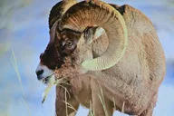 Yellowstone Winter Wildlife Tour thumbnail 3