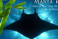 Kona Manta Ray Night Snorkel Small Group 2 hr thumbnail 2