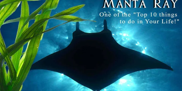 Kona Manta Ray Night Snorkel Small Group 2 hr - Image 2