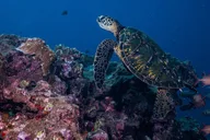 Lahaina Scuba Diving Class thumbnail 6