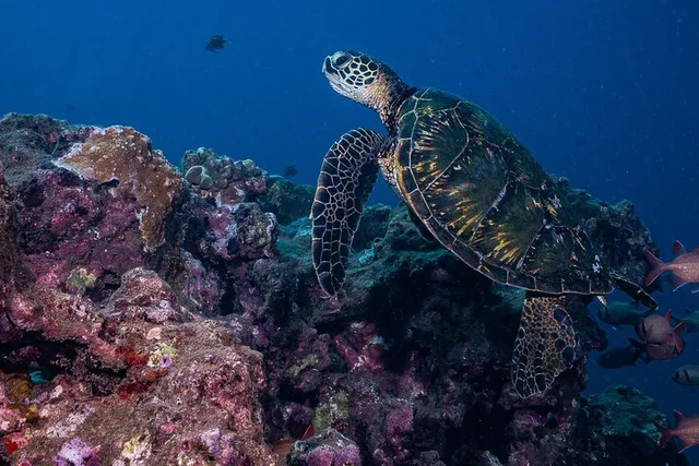 Lahaina Scuba Diving Class - Image 6