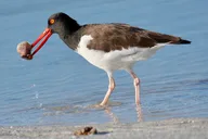 St. Petersburg Birding Tour at Fort De Soto Park thumbnail 1