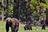 Jackson Grand Teton Sunset Sightseeing Tour thumbnail 4