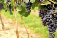 San Francisco Napa Valley Wine Tour with Tastings thumbnail 3