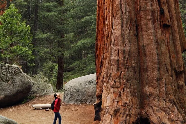 San Francisco Redwoods Tour with Winery Lunch - Image 3