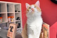 Santa Barbara Cat Therapy Experience thumbnail 5