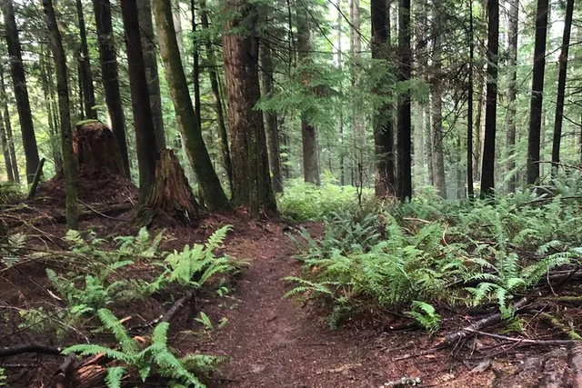 Seattle Mountain Biking Adventure - Image 2