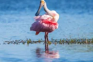 Miami Everglades Airboat Tour thumbnail 4