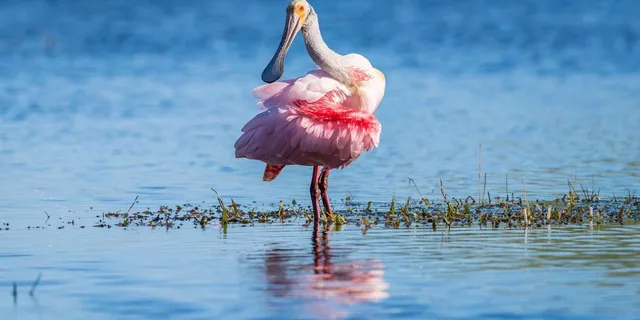 Miami Everglades Airboat Tour - Image 4