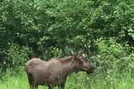 Anchorage Wildlife and Turnagain Arm Tour thumbnail 6