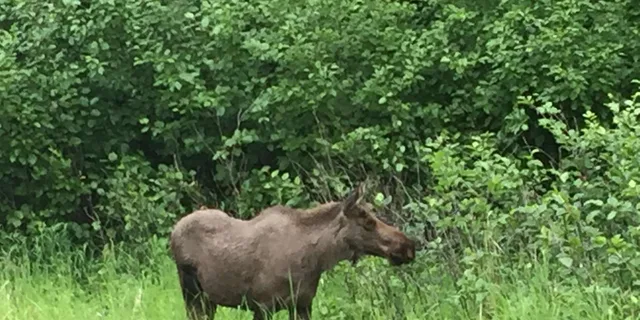Anchorage Wildlife and Turnagain Arm Tour - Image 6