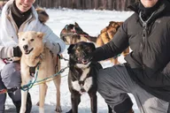 Fairbanks Dog Sledding on the Yukon Quest Trail thumbnail 1