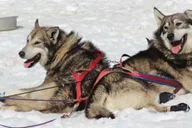 Seward Helicopter Glacier Dog Sledding Adventure 1.5 hr thumbnail 4