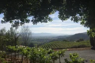 San Francisco to Napa Valley Wine Tour thumbnail 6