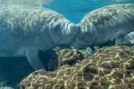 Orlando Manatee Snorkeling Tour with Lunch thumbnail 5