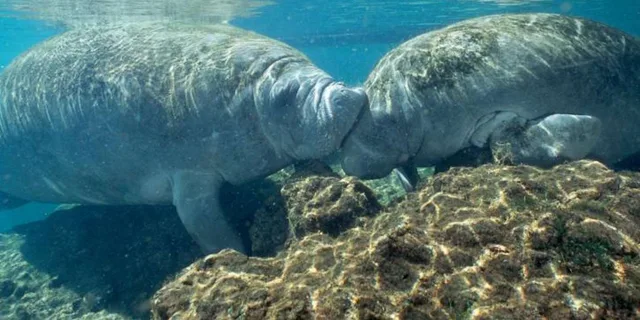 Orlando Manatee Snorkeling Tour with Lunch - Image 5