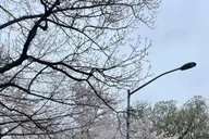 New York Central Park Pedicab Tour with Photo Stops thumbnail 6