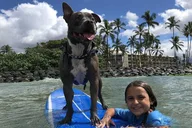 Maui Surfing Experience with Service Animal 2 hr thumbnail 2